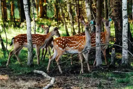Веретьево - 8