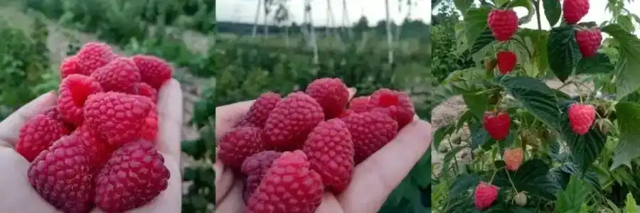Долина Мечты - 8