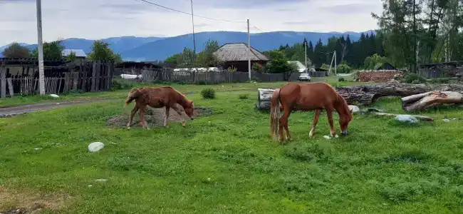 Алтайна - 6