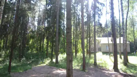 Лесной Родник - 83