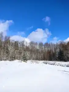 Чаща - 23