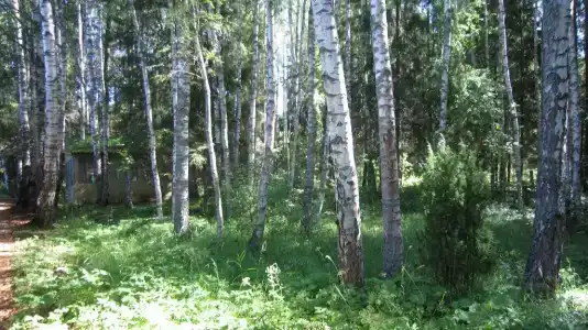 Лесной Родник - 97