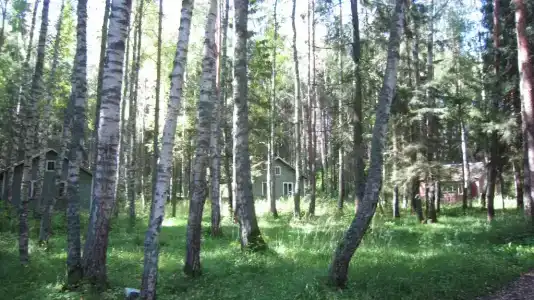Лесной Родник - 11