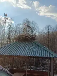 Азимут - 31