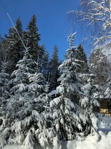 DachaLand - 28