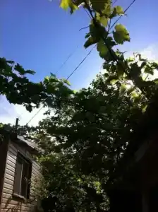 Виноградная лоза - 0