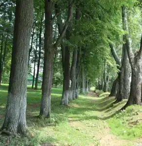 Усадьба в Тёсово - 15