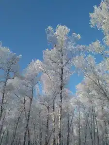 Три Медведя - 27