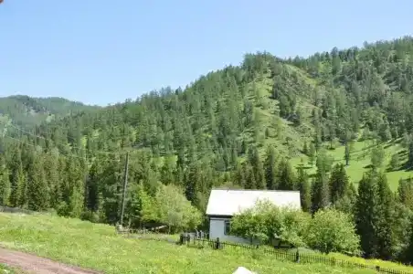Маральник Айхал - 6