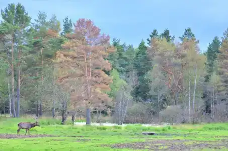 Королевская охота - 20