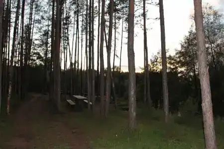 Сосны - 3