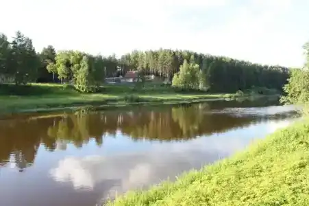Сосновые шишки - 47