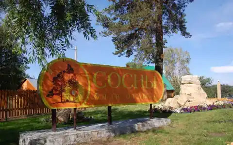 Сосны - 6
