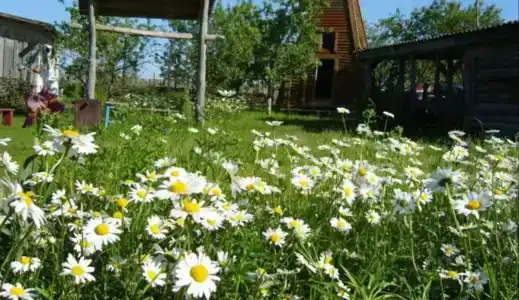 База отдыха у Никитича - 16