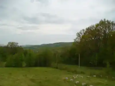 Каштановая роща - 1