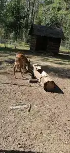 Изумрудный лес - 5