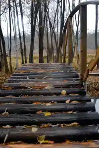 Таёжные дали - 50