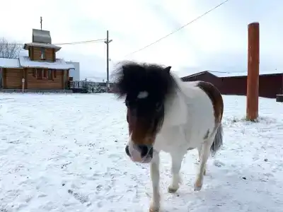 Каравелла - 29