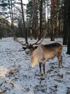 Домик в лесу - 16