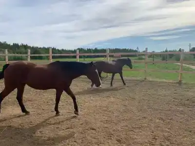 Каравелла - 7