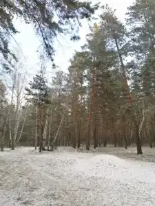 Домик в лесу - 19