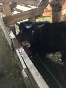 Мурманская страусиная ферма - 8