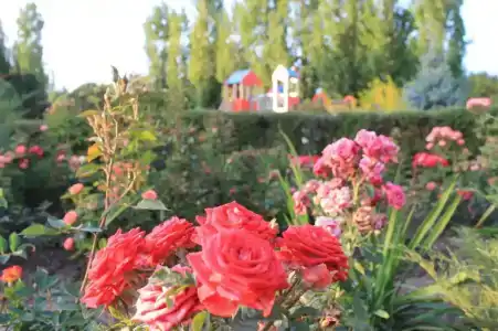 Раздолье - 64