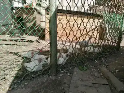 Лесовичок - 24