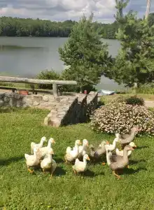 Лагиламба - 2