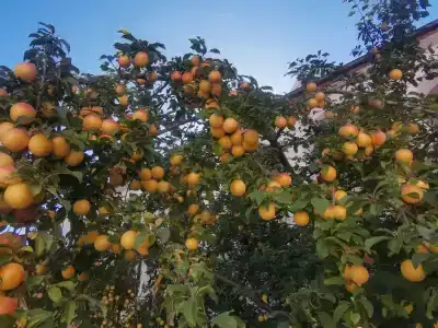Греческий дворик - 3