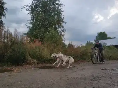 Северная надежда - 62