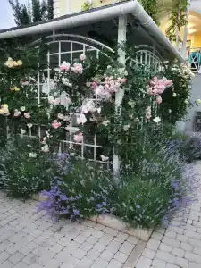 Розмарин - 19