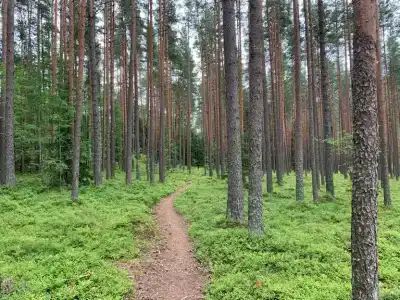 Рябинушка - 2