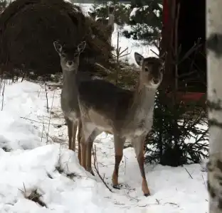 Александровский спас - 17