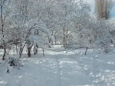 Приют Дара - 31