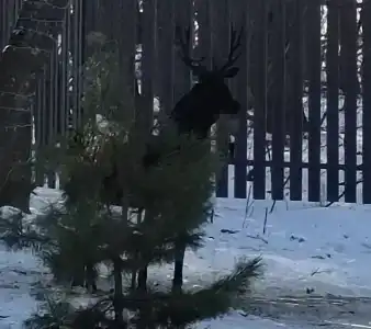 В Лес Афрейм - 22