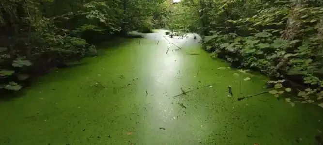 Водолей - 29