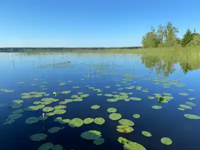 Сова - 13