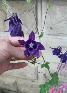 Удача - 15