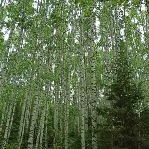 Красная горка - 24