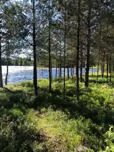 Сегежа Парк - 42