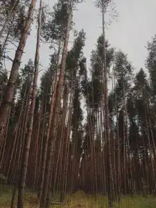 База отдыха и рыбалки Краснополье - 21