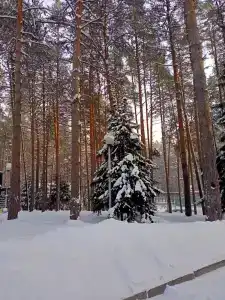 Колос - 8