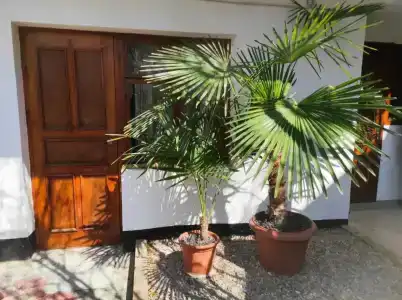 Green Patio - 2