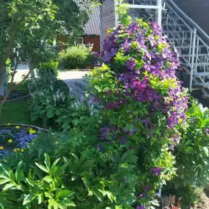 Волшебный Сад - 27