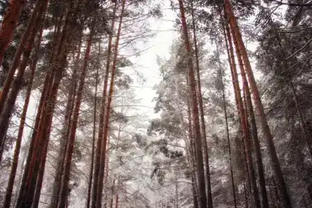 Хвойный - 91