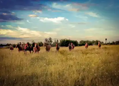 Конная база в Михайловском - 24