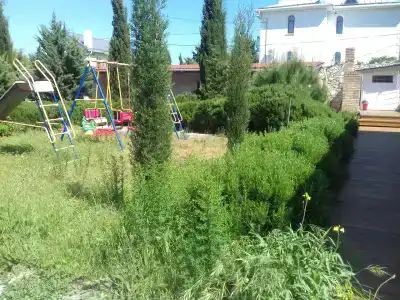 Розмарин - 3