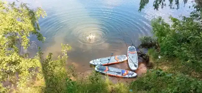 Смородина - 1