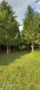 Зюраткуль - 36